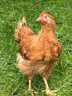 Jonge hanen haantjes barnevelders new Hampshire, Dieren en Toebehoren, Pluimvee, Mannelijk, Kip