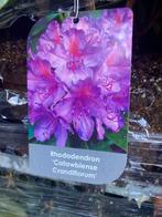 rhododendron 30- 40 cm zwaar vertakt (partij 500 stuks, Vaste plant, Halfschaduw, Lente, Ophalen
