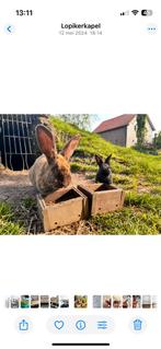 Jonge konijnen zwart en bruin, voedsters en rammelaars, Dieren en Toebehoren, Meerdere dieren, Groot, 0 tot 2 jaar
