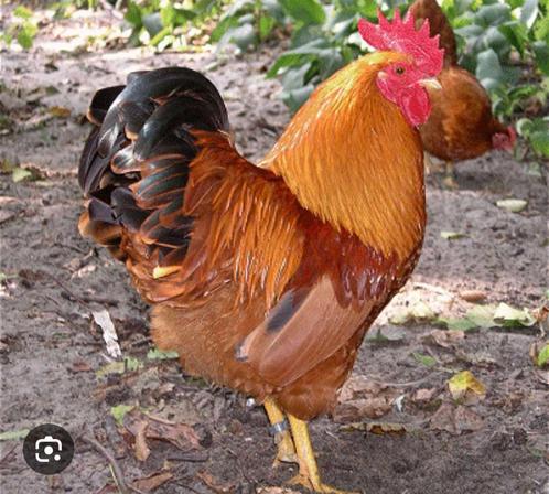 Hanen gezocht, Dieren en Toebehoren, Pluimvee, Kip, Mannelijk