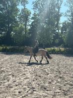 Verzorgpaard gezocht (verzorgster aangeboden), Dieren en Toebehoren, Ophalen of Verzenden