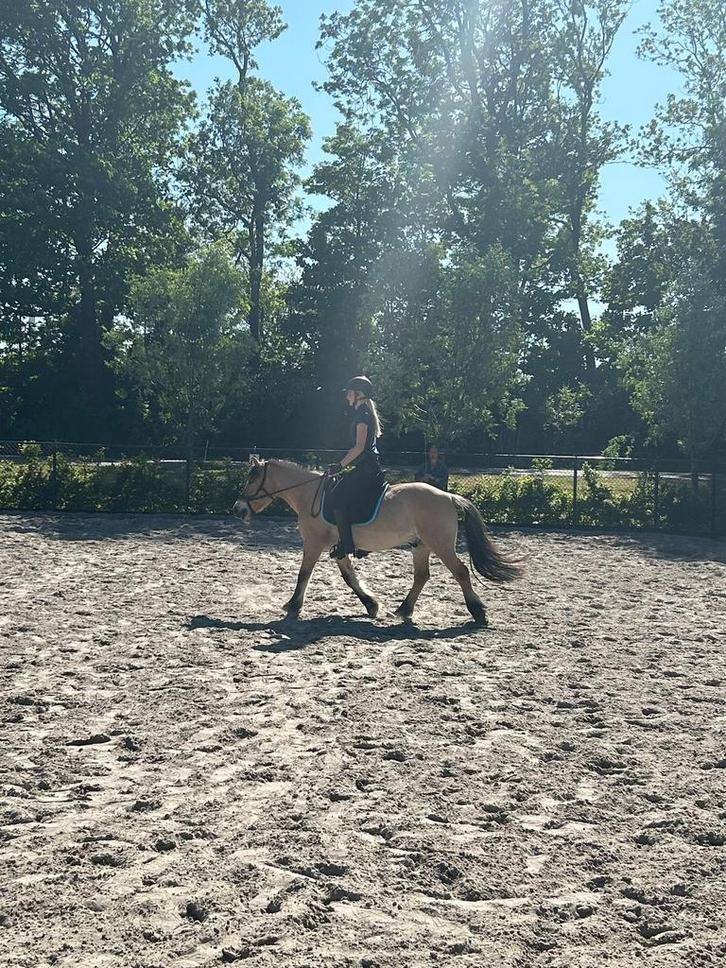 Verzorgpaard gezocht (verzorgster aangeboden), Dieren en Toebehoren, Paarden en Pony's | Verzorgingsproducten, Ophalen of Verzenden