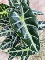 Alocasia Bambino Arrow | 30 cm | kamerplant, Huis en Inrichting, Kamerplanten, Overige soorten, In pot, Minder dan 100 cm, Groene kamerplant