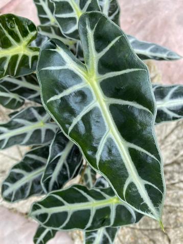 Alocasia Bambino Arrow | 30 cm | kamerplant beschikbaar voor biedingen