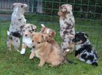 Mini Australian shepherd x Welsh corgi pups, Nederland, 8 tot 15 weken, Meerdere, Meerdere dieren