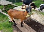 Geit 3 jaar, Dieren en Toebehoren, Schapen, Geiten en Varkens, Vrouwelijk, Geit