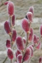 Diverse planten en struiken, Ophalen, Overige soorten