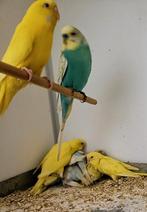 te koop 1 koppel grasparkieten + jongen, Meerdere dieren, Parkiet