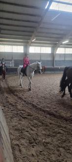 “ Bijrijder gezocht “, Dieren en Toebehoren, Paarden en Pony's | Verzorgingsproducten, Ophalen of Verzenden