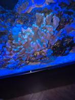 Verschillende grote stukken leder koraal, Ophalen, Nieuw, Gevuld zeewateraquarium