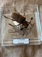 Opgezet insect: Aristobia kever., Verzamelen, Dierenverzamelingen, Ophalen of Verzenden, Insect, Opgezet dier