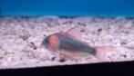 Corydoras eques wildvang XXL - Koidreams Valburg