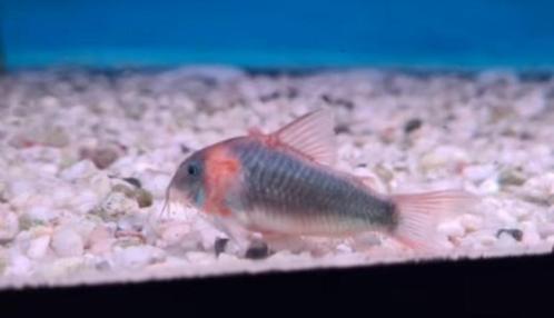 Corydoras eques wildvang XXL - Koidreams Valburg, Dieren en Toebehoren, Vissen | Aquariumvissen, Zoetwatervis, Vis