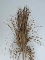 Gedroogde Palmtak - Decoratie, Huis en Inrichting, Woonaccessoires | Droogbloemen, Ophalen, Zo goed als nieuw