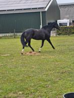 Chique merrie, Dieren en Toebehoren, Paarden, Merrie, Dressuurpaard, 3 tot 6 jaar