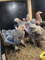 Brahma kuikens, Dieren en Toebehoren, Geslacht onbekend, Kip