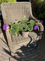 Tibouchina (Spinnenbloem) ,,Rich Blue”, Ophalen of Verzenden, Zomer, Overige soorten, Volle zon