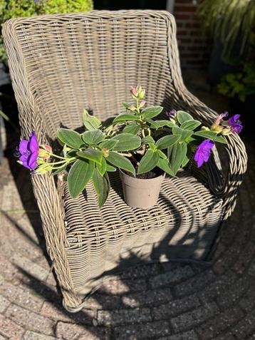 Tibouchina (Spinnenbloem) ,,Rich Blue” beschikbaar voor biedingen