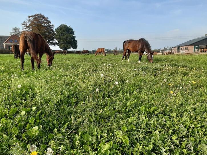Stalmedewerker gezocht, Diensten en Vakmensen, Dieren | Paarden | Verzorging, Oppas en Les