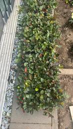 Tray van 12 bergthee gualteria vaste plant, Tuin en Terras, Bodembedekkers, Volle zon, Vaste plant, Ophalen of Verzenden