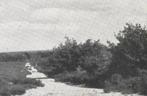 964055	panorama	Richting Nijverdal bij Zandafgraving	1956	., Verzamelen, Ansichtkaarten | Nederland, 1940 tot 1960, Gelopen, Ophalen of Verzenden
