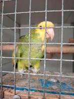 Man Dubbele Geelkop Amazone Fallow mutatie met Rode ogen, Mannelijk, Papegaai, Tam
