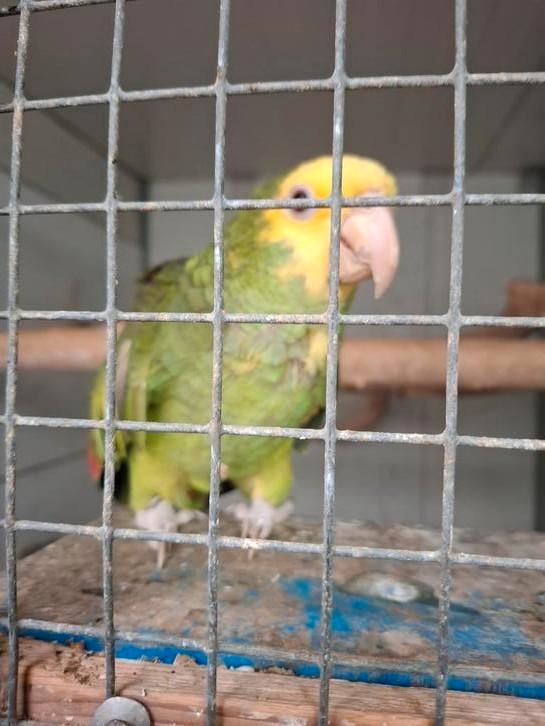Man Dubbele Geelkop Amazone Fallow mutatie met Rode ogen, Dieren en Toebehoren, Vogels | Parkieten en Papegaaien, Papegaai, Mannelijk