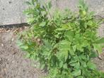 Maggi plant/ lavas, Tuin en Terras, Ophalen of Verzenden, Zomer, Volle zon