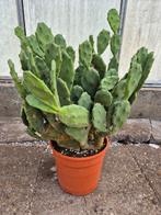 Opuntia Indica p25 (1), Ophalen of Verzenden, Halfschaduw, Minder dan 100 cm
