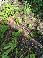 Diverse soorten tuin planten vaste planten groot & kleine, Ophalen, Overige soorten, Minder dan 100 cm