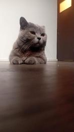 Grijs, Dieren en Toebehoren