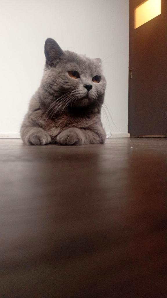 Niet te koop, enkel DEKKATER, Dieren en Toebehoren, Katten en Kittens | Raskatten | Korthaar