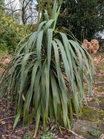 Yucca gloriosa, Tuin en Terras, Ophalen of Verzenden, Vaste plant, Overige soorten, Volle zon