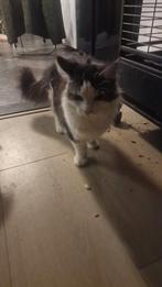 Maine Coons, Meerdere dieren