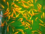 Tosai koi karpers meerdere soorten, Dieren en Toebehoren, Vissen | Aquariumvissen, Vis
