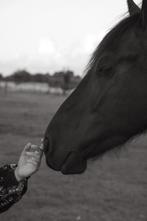 Reiki voor mensen tussen de paarden, Dieren en Toebehoren, Overige Dieren, Maart, Geslacht onbekend