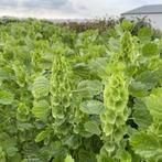 Molucella laevis (klokken van ierland) plantjes, Volle zon, Eenjarig, Zomer, Ophalen