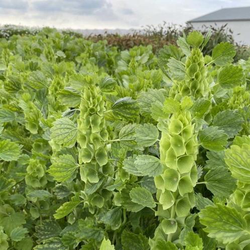 Molucella laevis (klokken van ierland) plantjes, Tuin en Terras, Planten | Tuinplanten, Eenjarig, Overige soorten, Volle zon, Zomer
