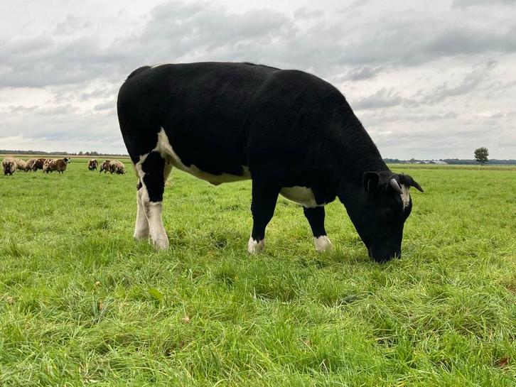 Vlees / vleespakketten, Zakelijke goederen, Agrarisch | Aardappelen, Groenten, Fruit en Vlees, Ophalen