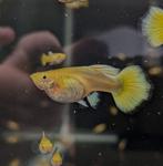 24k full gold guppy guppen te koop, Dieren en Toebehoren, Vissen | Aquariumvissen