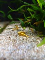 Zoetwater garnalen, Kreeft, Krab of Garnaal