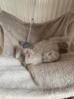 Britse Korthaar & Langhaar kittens – lilac kleur – te koop, Ontwormd
