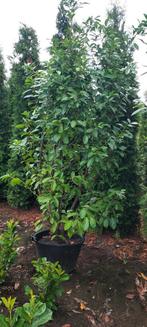 Prunus rhotundifolia, Tuin en Terras, Planten | Struiken en Hagen, Ophalen, Laurier, 100 tot 250 cm