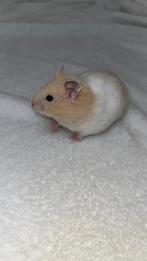 Syrische goudhamsters, Hamster, Mannelijk, Tam, Oktober