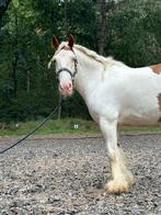 ALLERLEUKSTE TINKER TE KOOP!!, Dieren en Toebehoren, Pony's, E pony (1.48m - 1.57m), Gechipt, Ruin, L