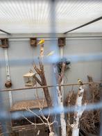 Kanaries te koop zie foto’s, Dieren en Toebehoren, Vogels | Kanaries, Meerdere dieren, Kleurkanarie
