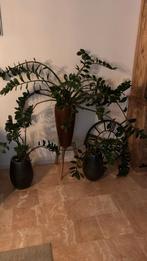 Twee kamerplanten, Huis en Inrichting, Kamerplanten, Ophalen of Verzenden, Halfschaduw, Minder dan 100 cm