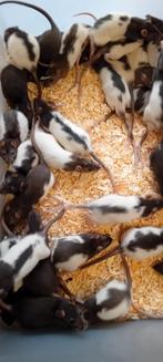 Ratten rat voeder rat, Dieren en Toebehoren, Knaagdieren, Rat, April, Meerdere dieren, Tam