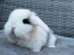 Hele lieve & mooie raszuivere baby Franse Hangoor zusjes, Dieren en Toebehoren, Konijnen, Meerdere dieren, Groot, Hangoor, 0 tot 2 jaar