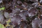 Rode Beukenhaag: Fagus sylvatica Atropunicea, Tuin en Terras, Planten | Struiken en Hagen, Haag, Beukenhaag, Ophalen, 100 tot 250 cm